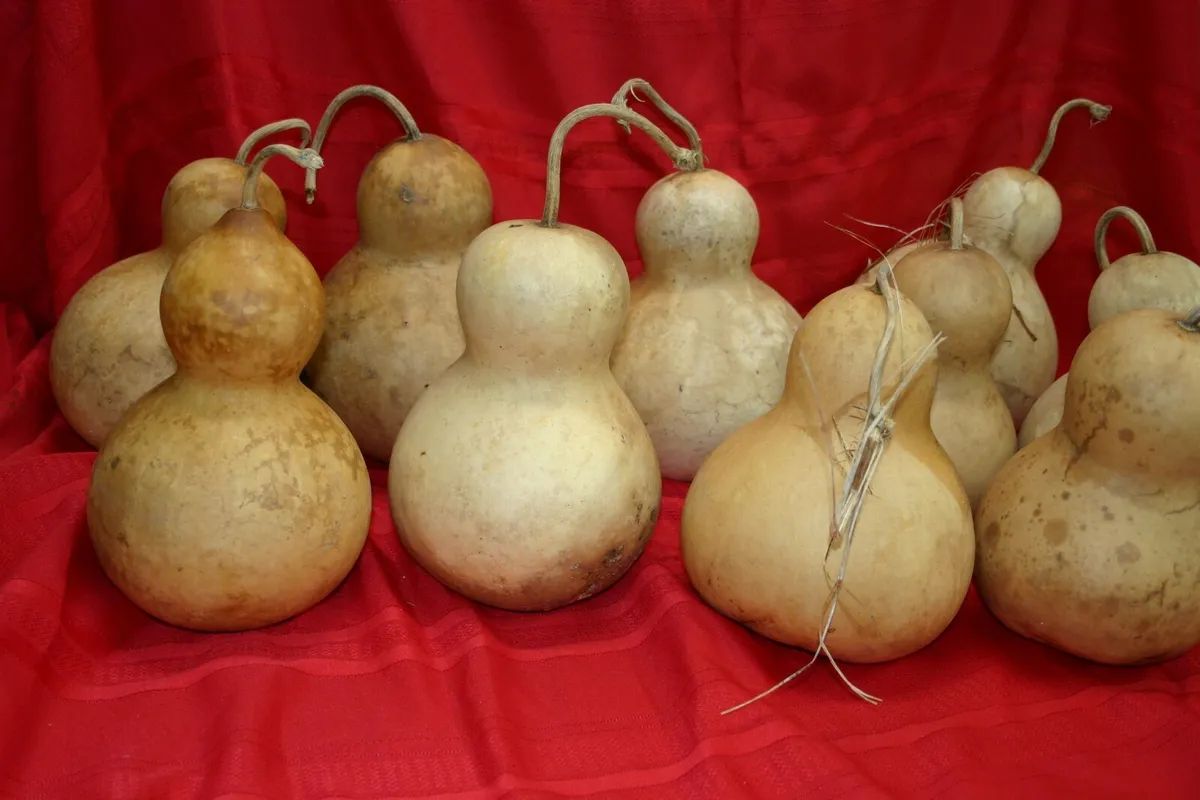 GOURDS  GROUP OF 10 MEDIUM BOTTLE GOURDS (DRIED  AND CLEANED)  | eBay | eBay US