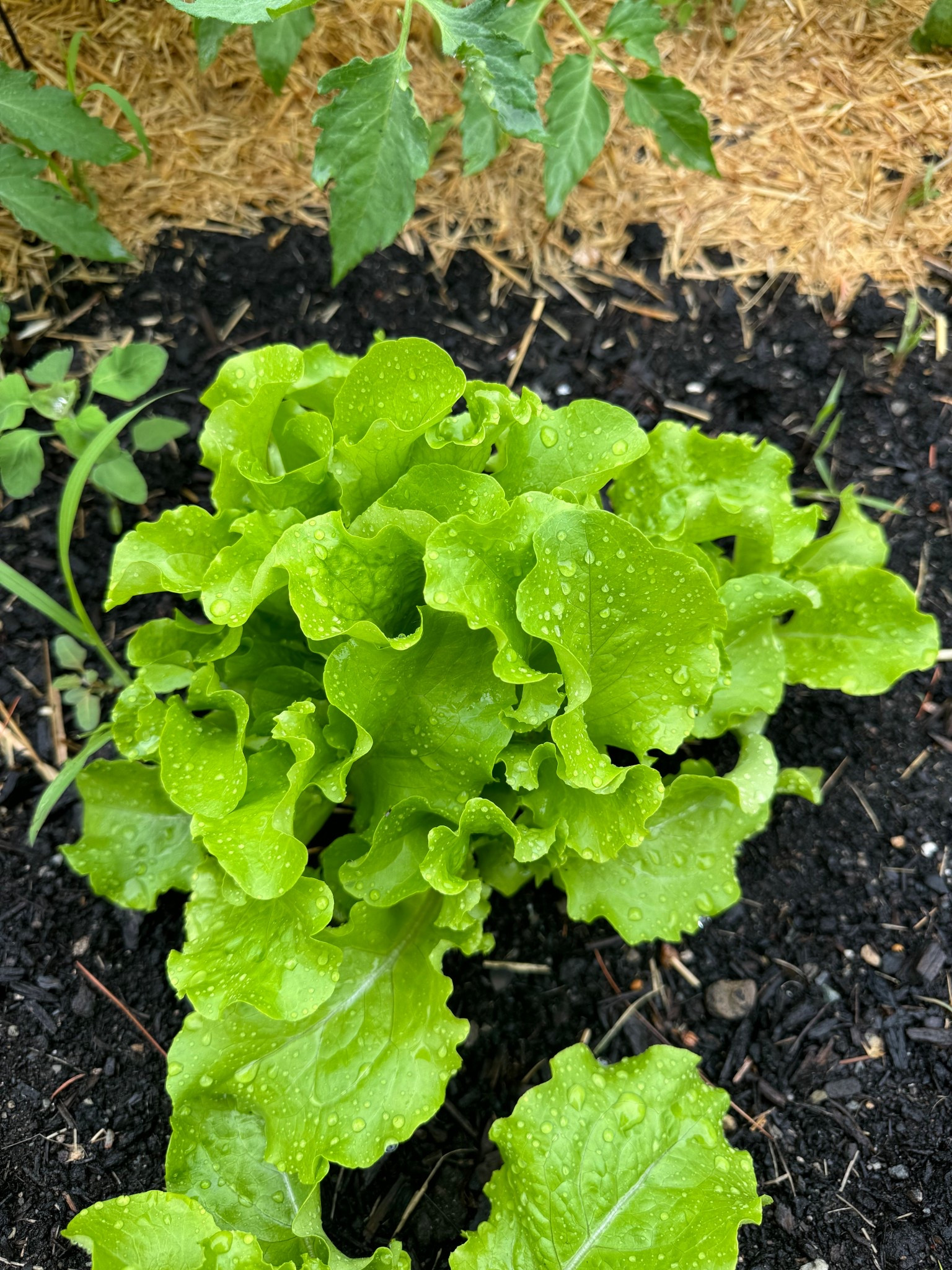 Having an amazing turnout with these lettuce seeds! 

#LTKSeasonal #LTKHome #LTKFamily