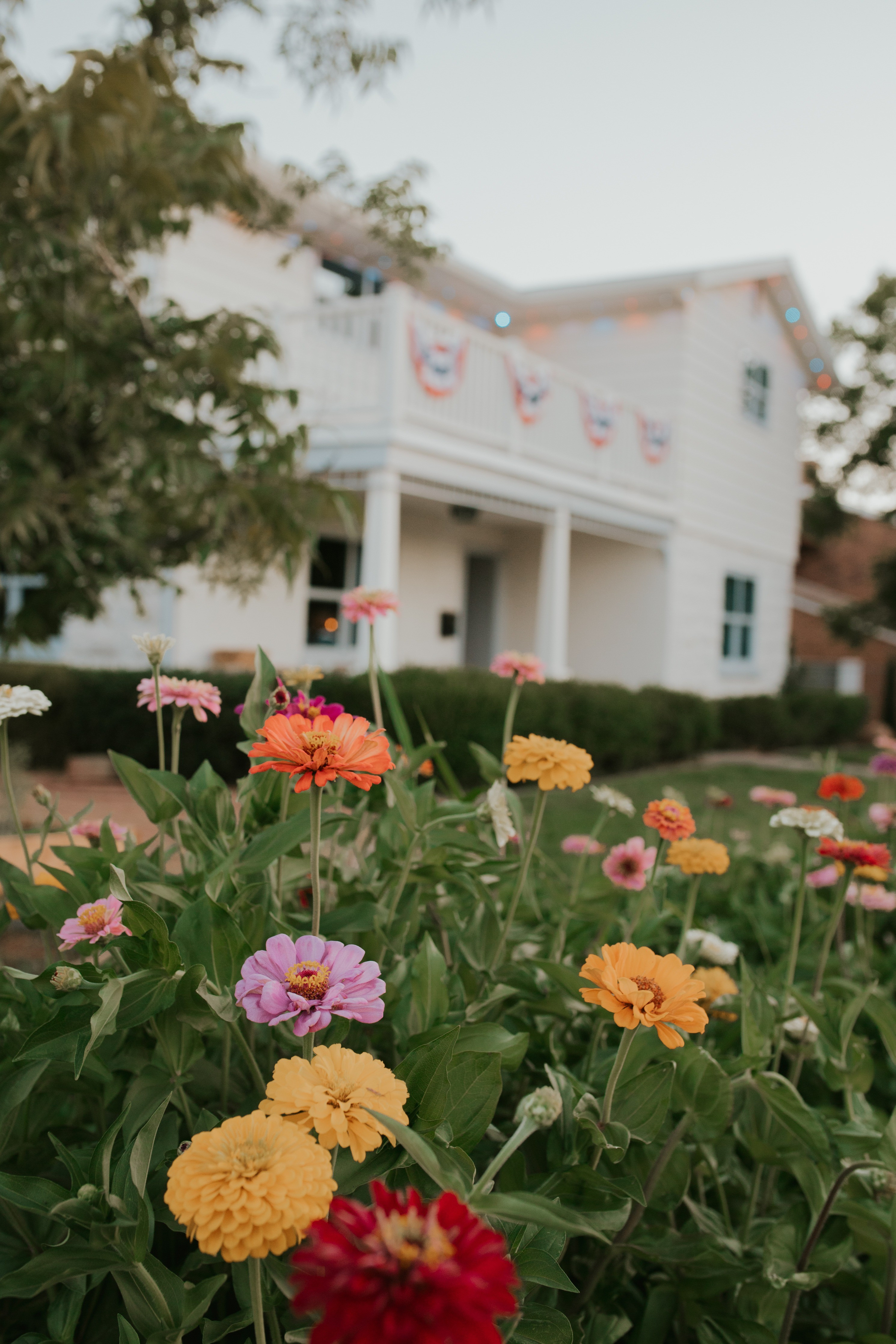 Zinnias for beginners! 🌼

#LTKSeasonal #LTKSummerSales #LTKHome