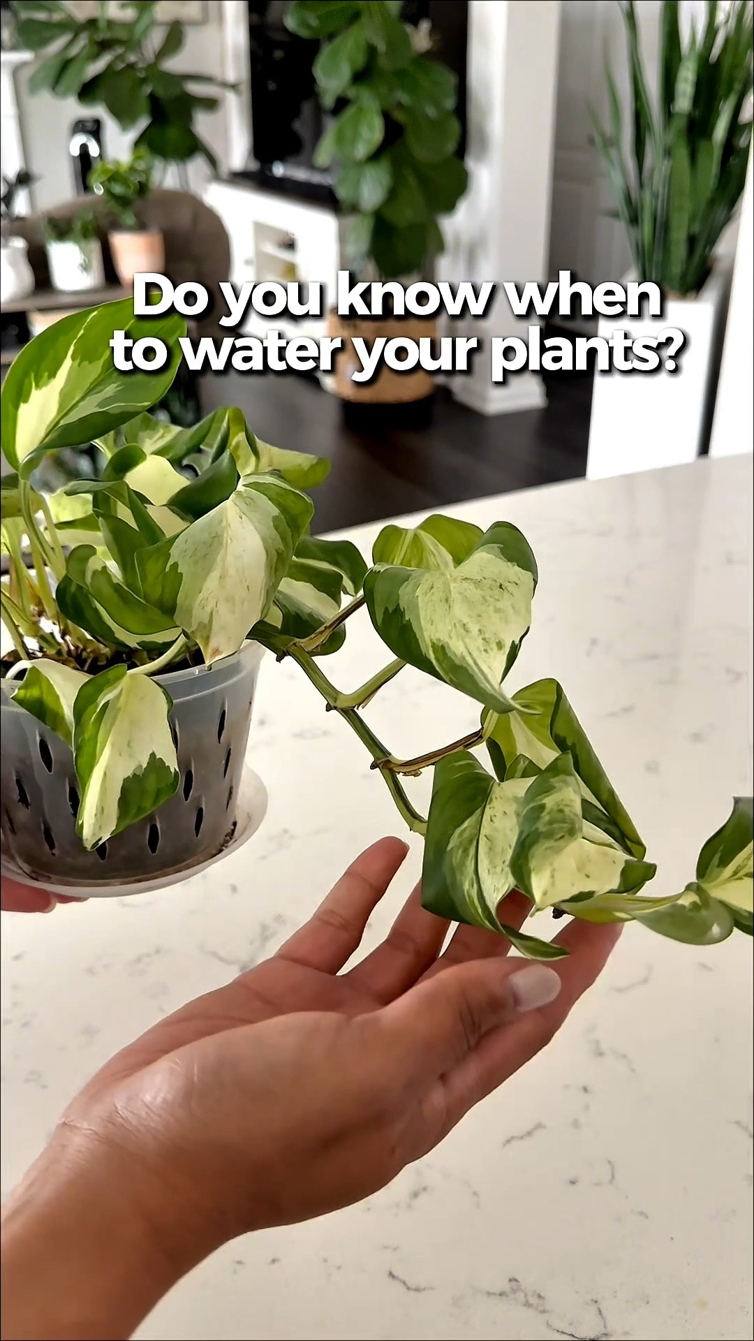 Bottom watering + easy fertilizer = happier plants

#LTKHome #LTKstorytime