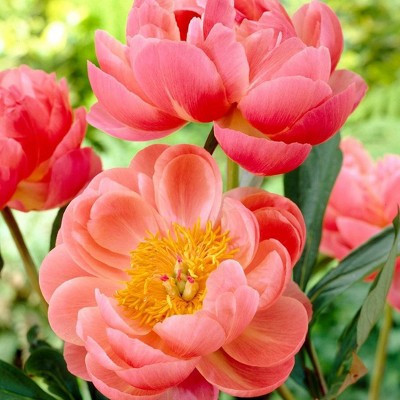 Van Zyverden 3ct Peonies Coral Charm Roots | Target