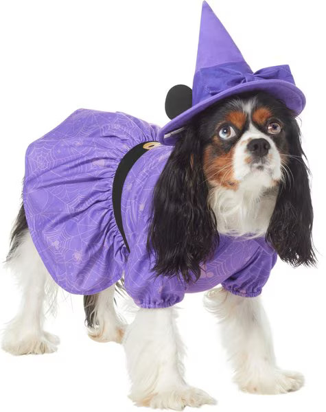Disney Minnie Mouse Witch Dog & Cat Costume | Chewy.com