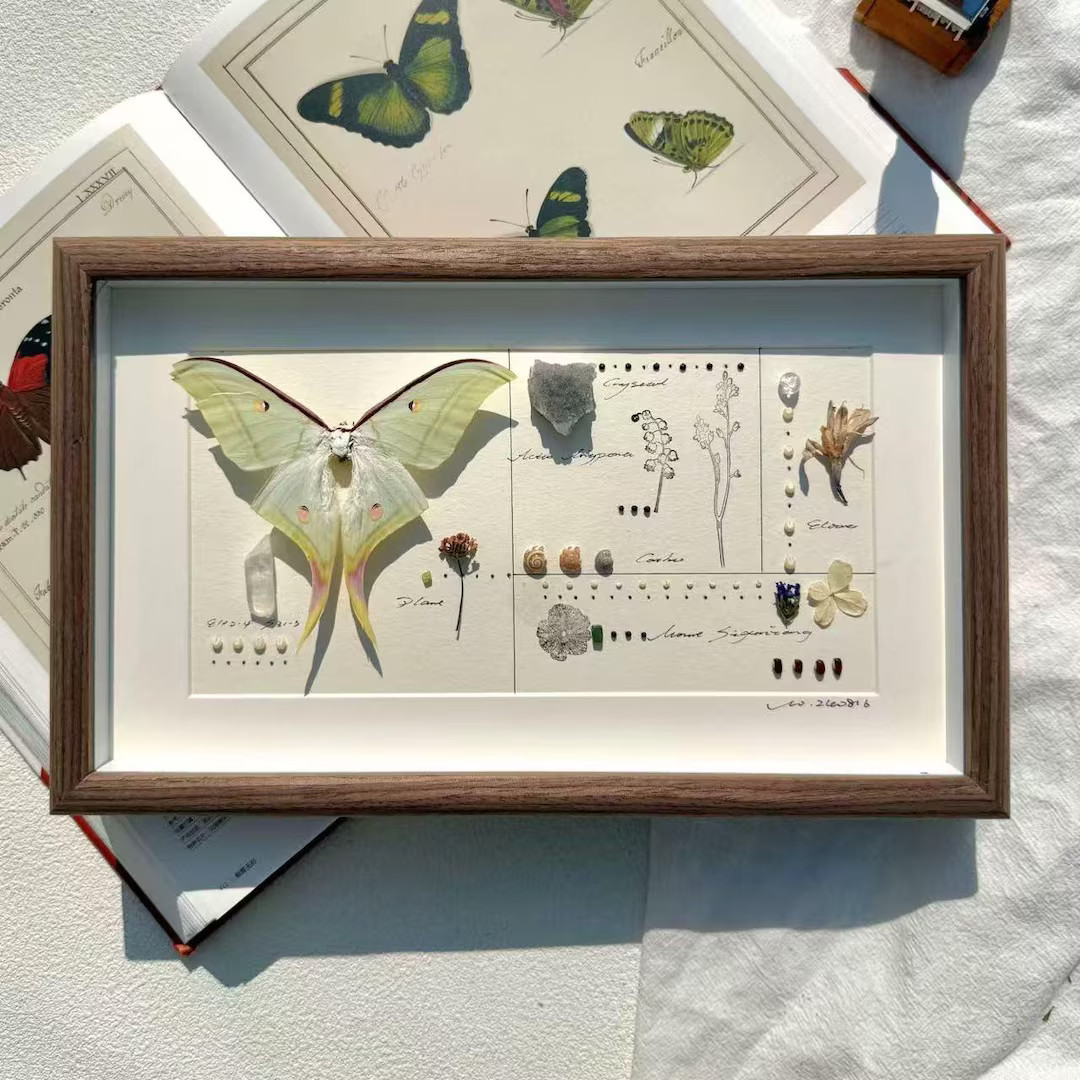 Thoughtful Nature Gift – Real Luna Moth Specimen Collage • Soft Green Wall Art • Botanical ... | Etsy (US)