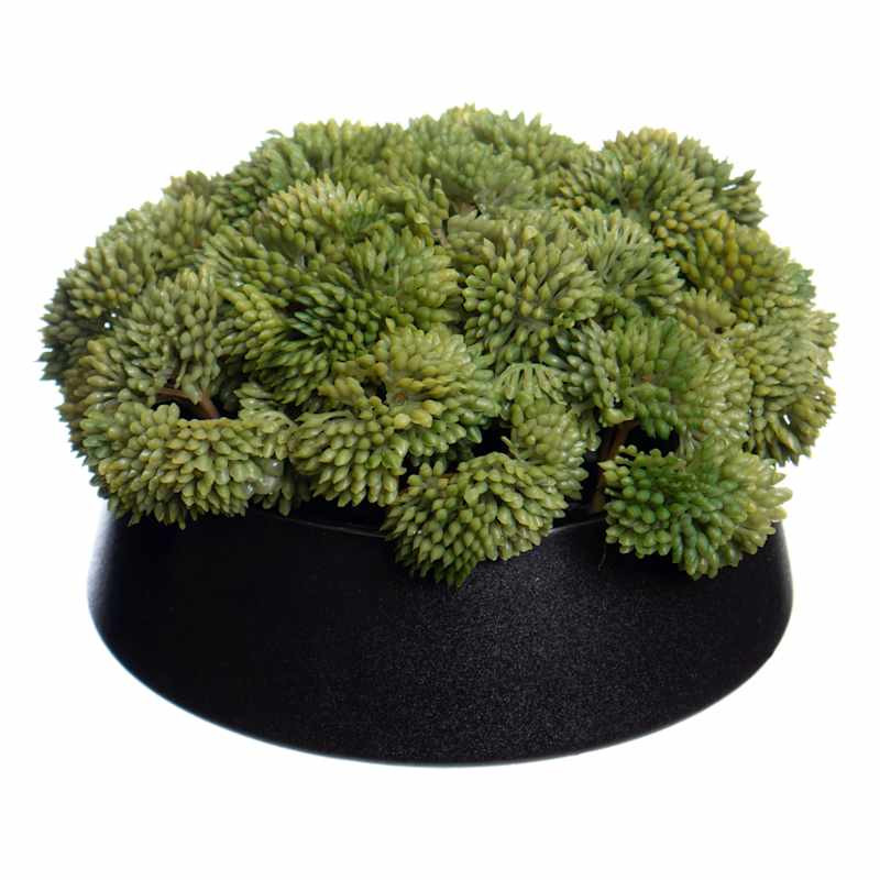 Sedum in Ceramic Pot, 5" | At Home