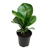 Ficus Lyrata Fiddle Leaf Fig Plant, House Plants Indoors Live Ficus Tree Live Plant, Fig Trees Live  | Amazon (US)