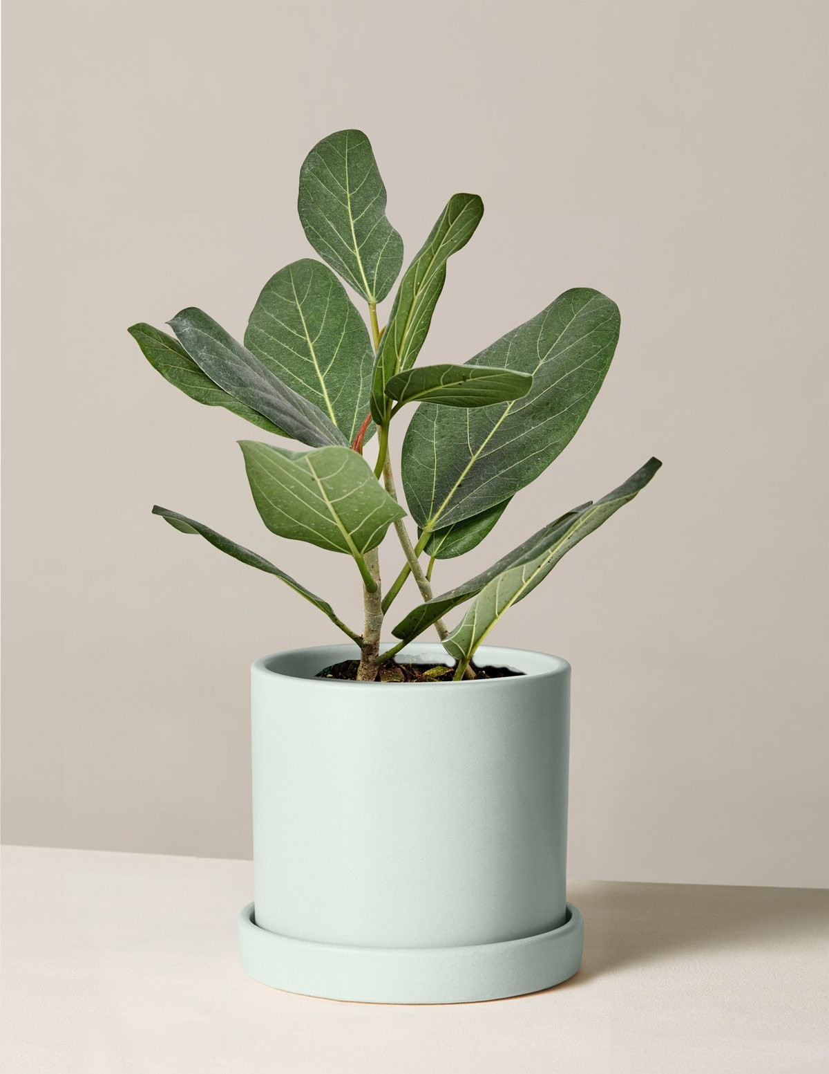 Ficus Audrey | The Sill