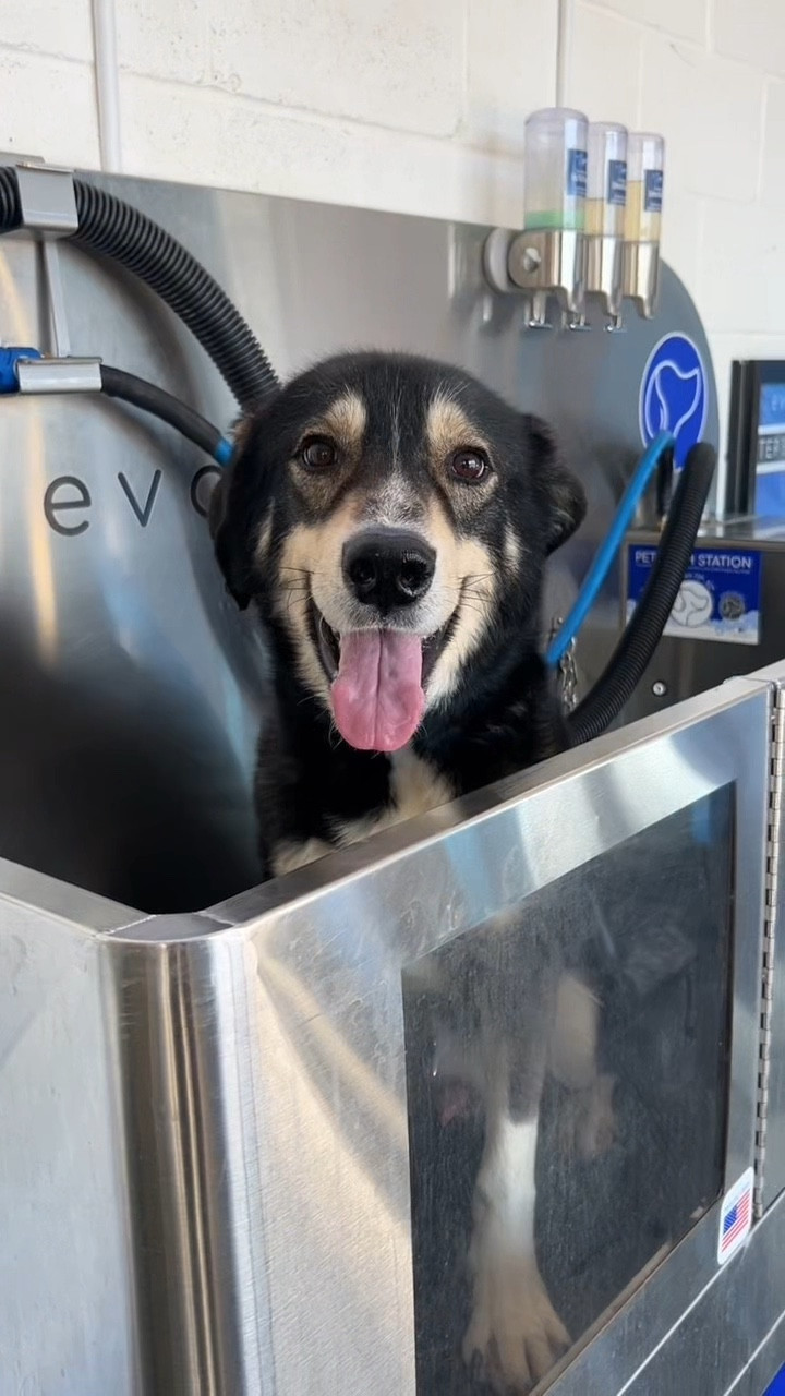 Dog Bath 🛁 🐶

#LTKU #LTKdayinmylife #LTKmomlife