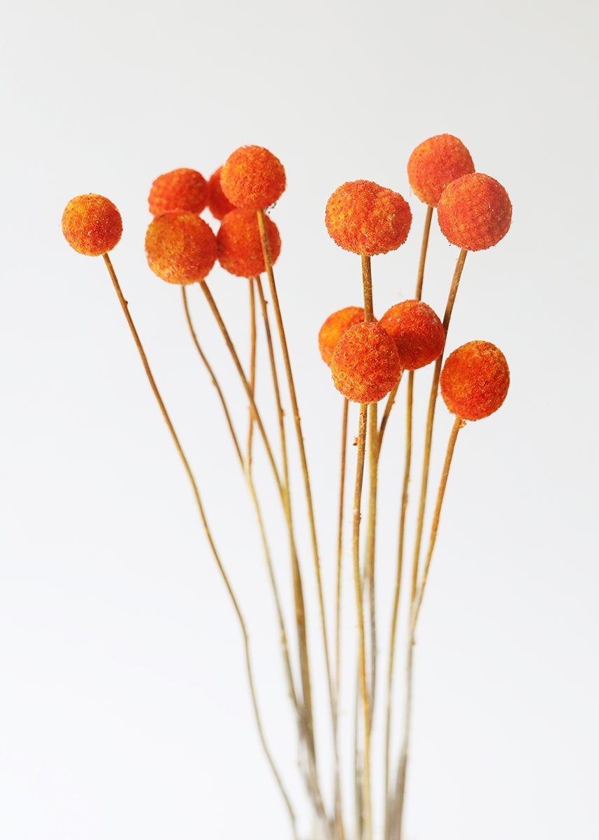 Orange Dried Craspedia Billy Buttons - 16-20" Tall | Afloral (US)