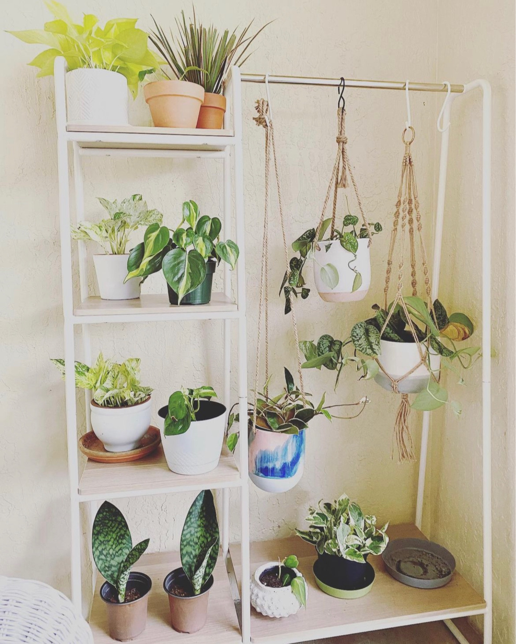 Using a garment rack to double as a plant display 🪴

#LTKFind #LTKGiftGuide #LTKhome