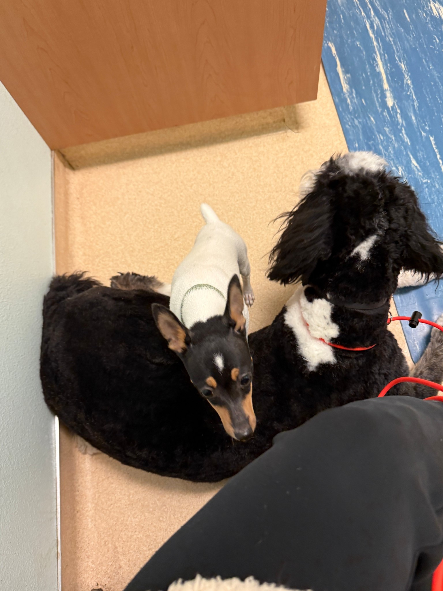 The pups always look so cute fresh from the groomer. Linking some of my favorite items to wear running errands.

#LTKHome #LTKmomlife #LTKdayinmylife