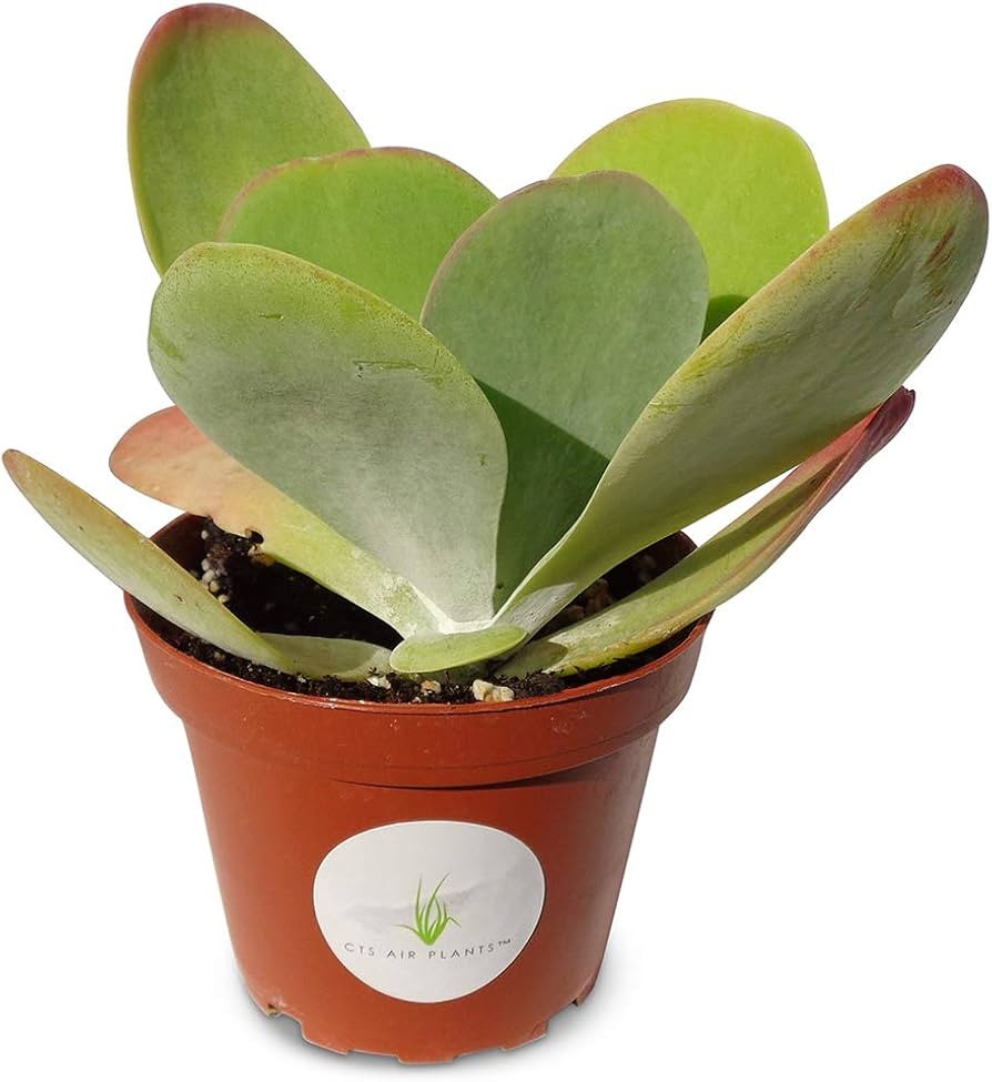 Kalanchoe Flapjacks Succulents Kalanchoe Thrysiflora in 4" Pot | Amazon (US)