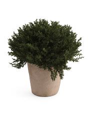 Bushy Topiary In Rustic Pot | TJ Maxx