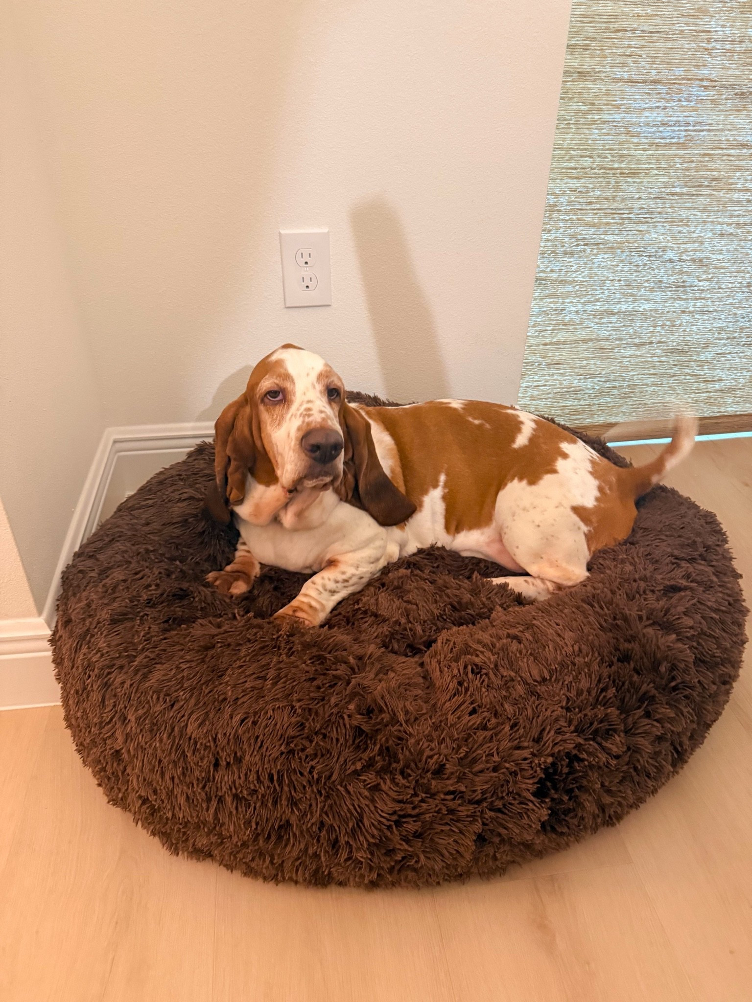 🐾 Amazon Find: The oversized calming dog bed my Basset Hound actually loves! This extra-plush, washable dog bed is incredibly soft and gives him plenty of room to stretch out. If you’re looking for a cozy large dog bed that looks good in your home and keeps your pup comfortable, this one is worth it. 🤎

Affordable and available in brown, camel, and gray!

#LTKU #LTKHome