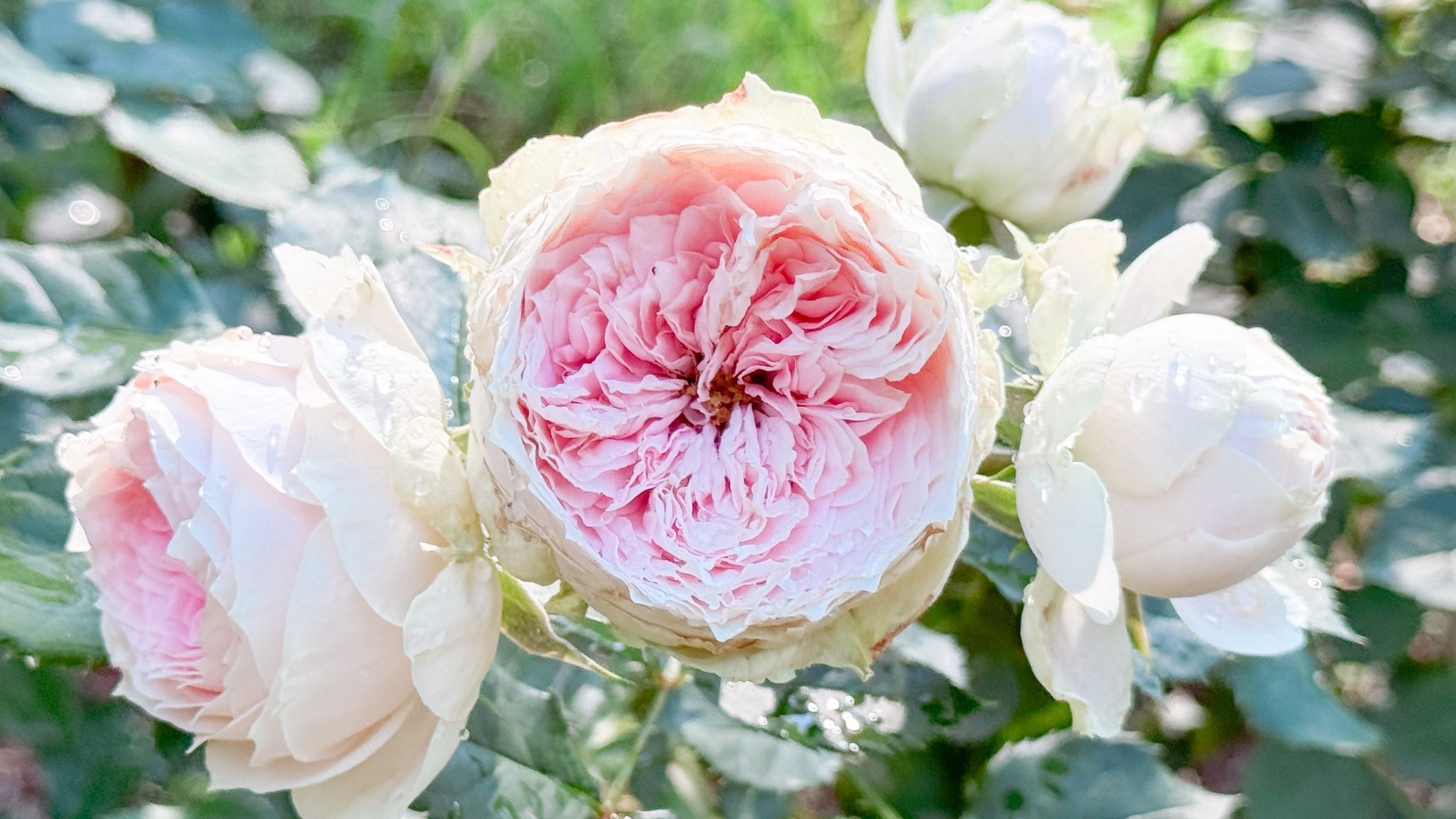 I can’t get enough of Pompon Veranda. It’s one of my favorite roses. I need more of them  

#LTKFindsUnder100 #LTKSeasonal #LTKWedding