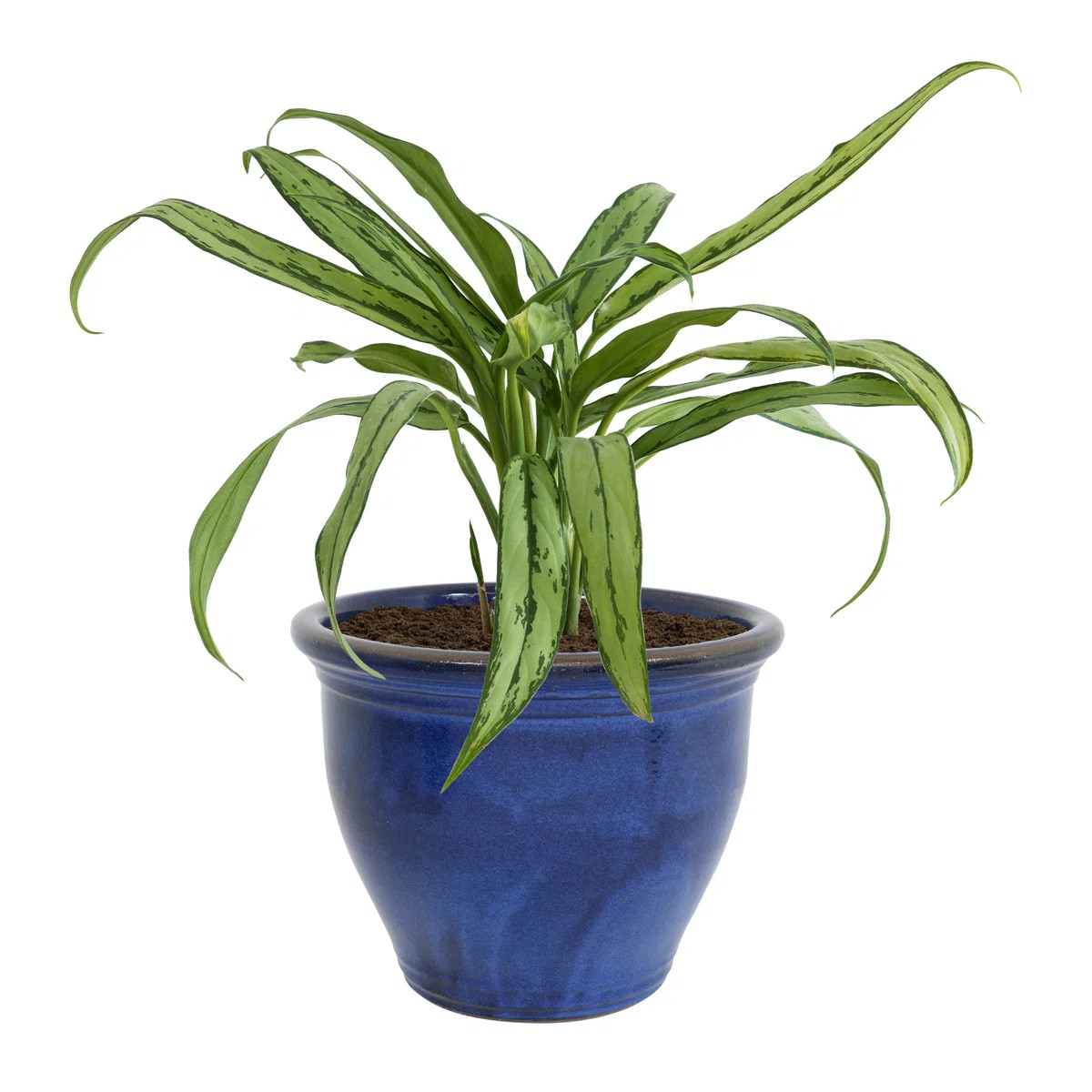 Berlina Round Imperial Ceramic Outdoor Planter | Wayfair North America