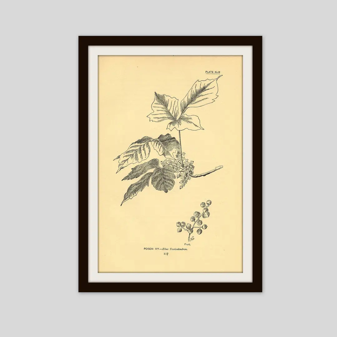 Rustic Flower Print, Wildflower Art, Antique Botanical Illustration, Neutral Color Decor, 5 x 7.7... | Etsy (US)