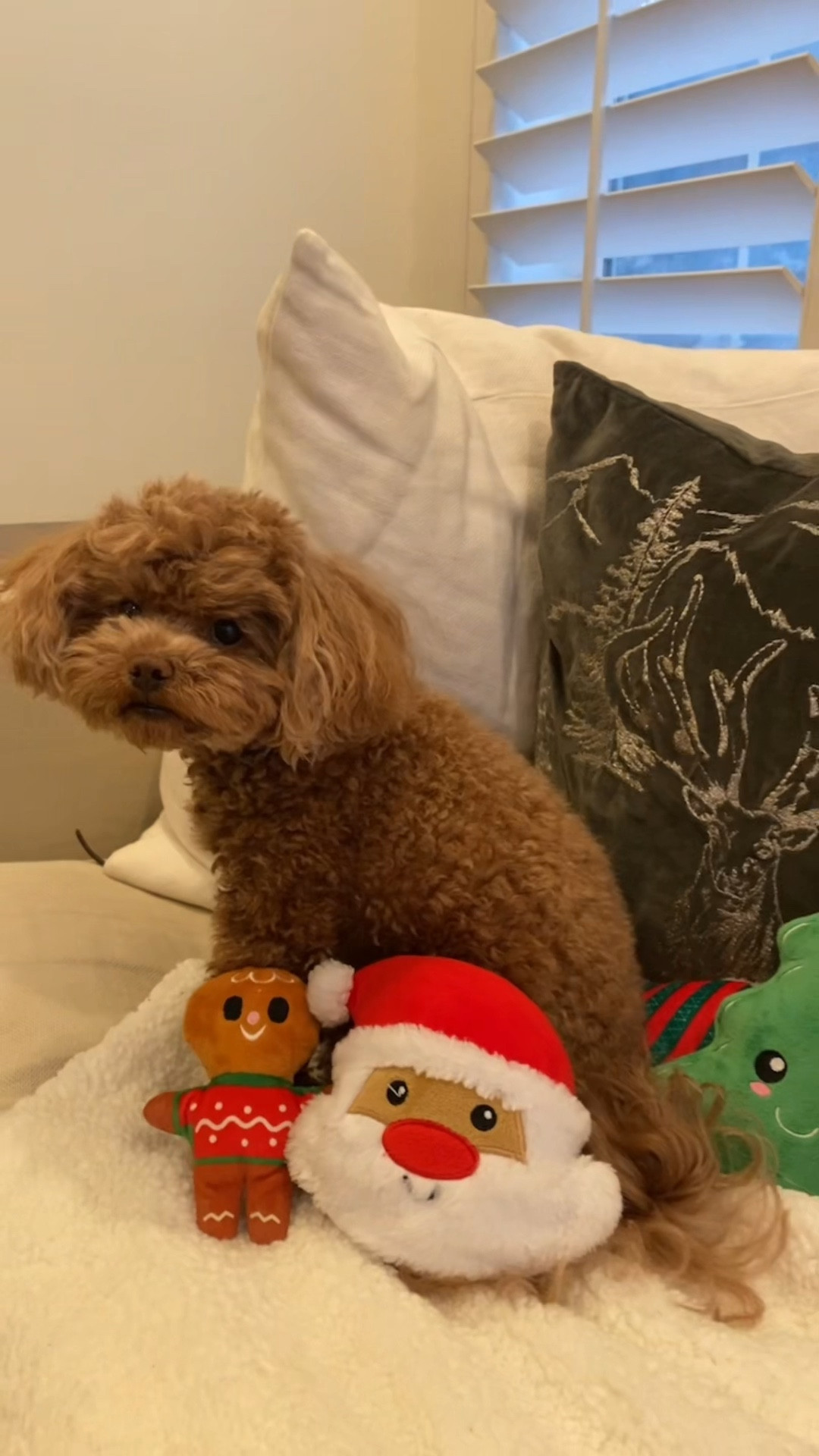 Maltipoo Mom here to Toulouse Coco! Dog Toys Inspo for Christmas puppies!!!! #ltkdog #ltkpet 

#LTKHome