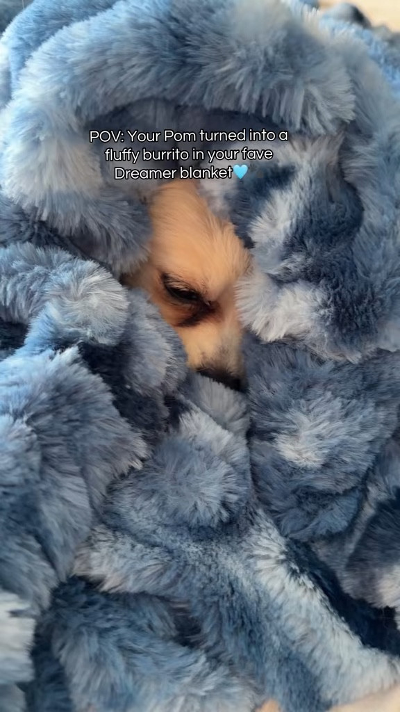 When your Pom loves your Blue Azure Dreamer Blanket as much as you do.🩵🐾 #comfrt #ltkpets

#LTKHome