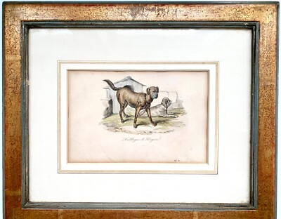 Framed Antique Le Dogue de Doguin Hand Colored Engraving Print by Victor Adam | eBay US