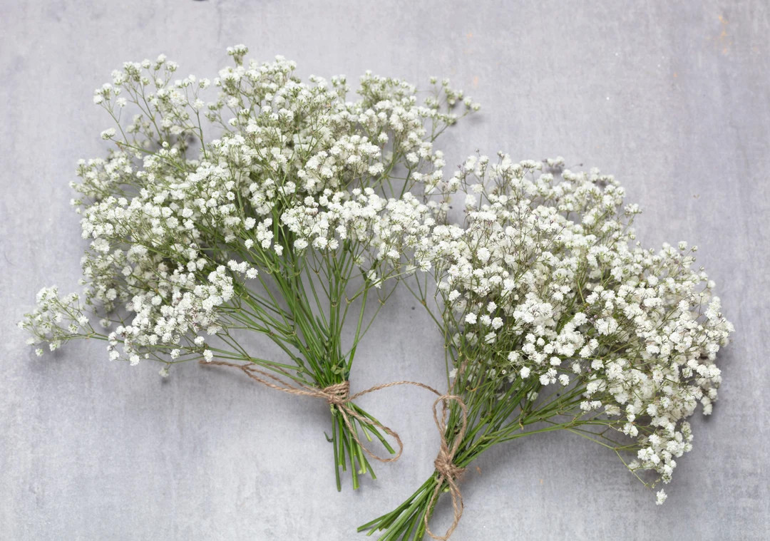 Baby Breath, White Preserved Gypsophila, 15 Real Stems, Natural Baby's Breath, Baby Breath, Baby ... | Etsy (US)