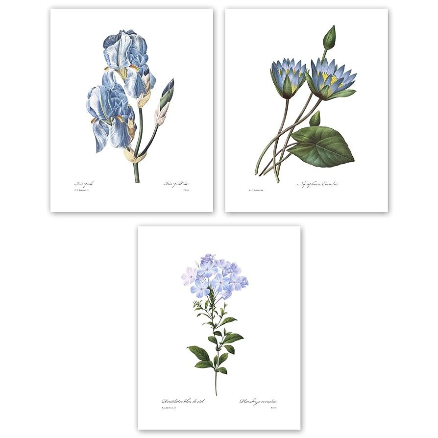Blue Flower Art, French Botanical Prints - Vintage Floral Decor, Redoute Wall Art, Lotus Lily, Ir... | Amazon (US)