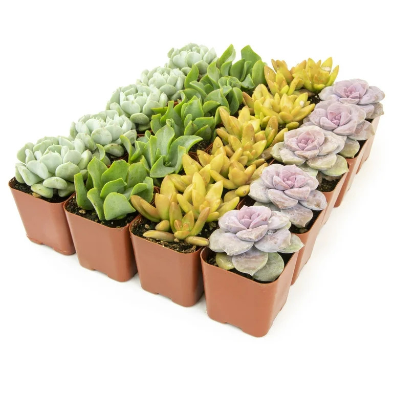 Element by Altman Plants Multicolor Succulent ,Live Indoor House Plants with Grower Pots , 2 inch... | Walmart (US)