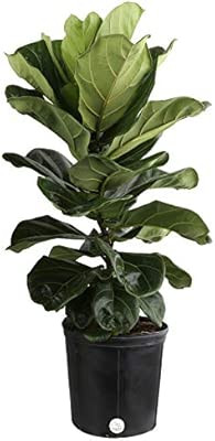 Costa Farms Live Ficus Lyrata, Fiddle-Leaf Fig, Indoor Tree, 3-Feet Tall, Ships in Grower Pot, Fr... | Amazon (US)