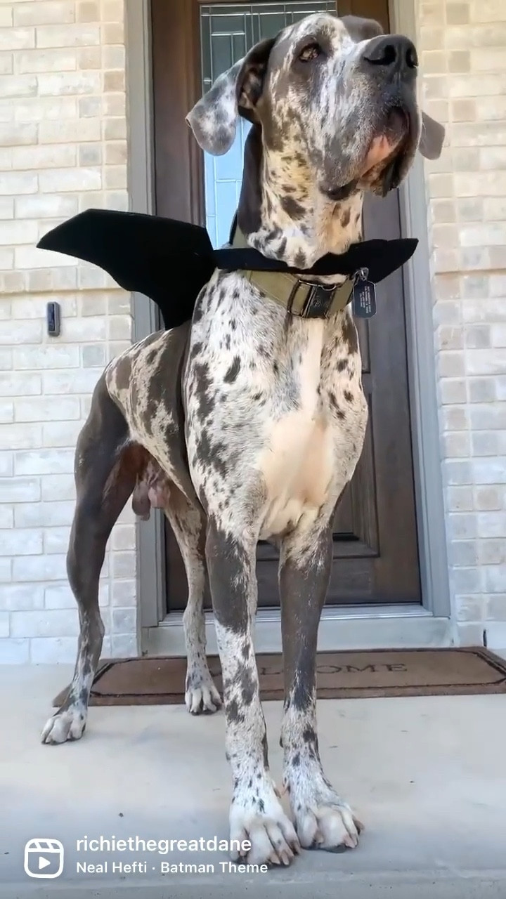 Dog Halloween costume, Batman costume, Amazon finds, affordable Halloween costume 

#LTKHalloween #LTKunder50 #LTKSeasonal