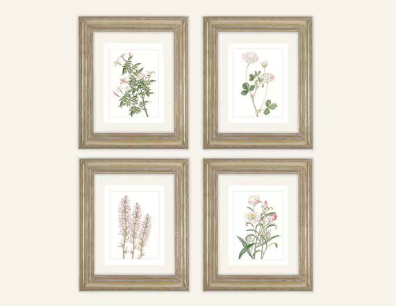 4 Print Set of Pale Pink Flower Botanical Naturalist Study | Etsy | Etsy (US)