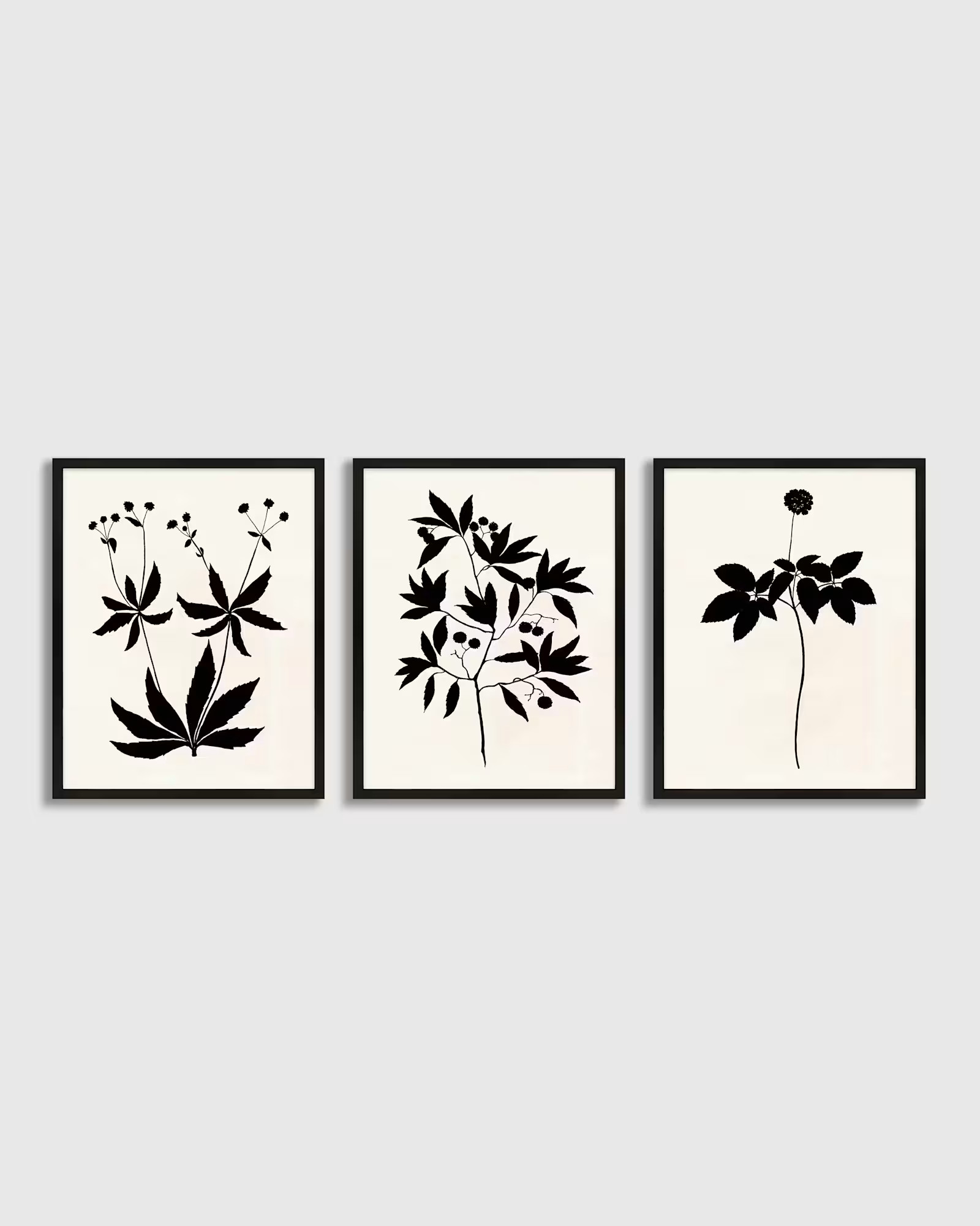 Botanical Set of 3 by Philippa Katz | Quince