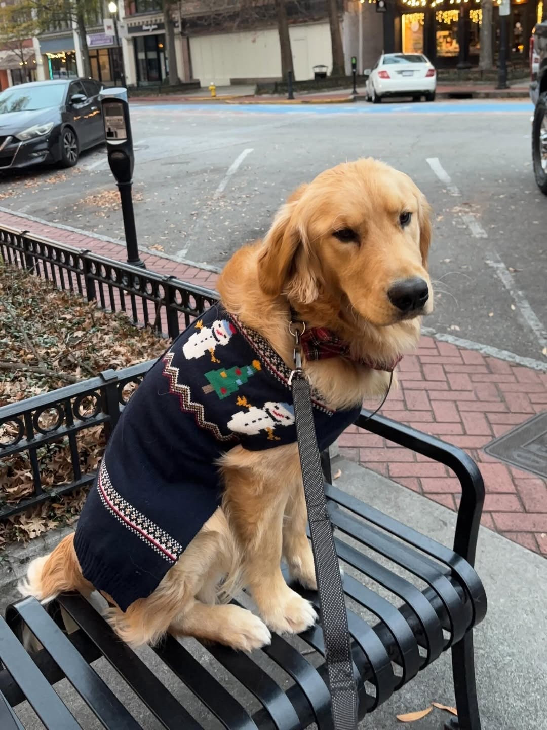 Hope your Christmas is golden 🎄🎁

#LTKSeasonal #LTKFindsUnder50 #LTKHoliday