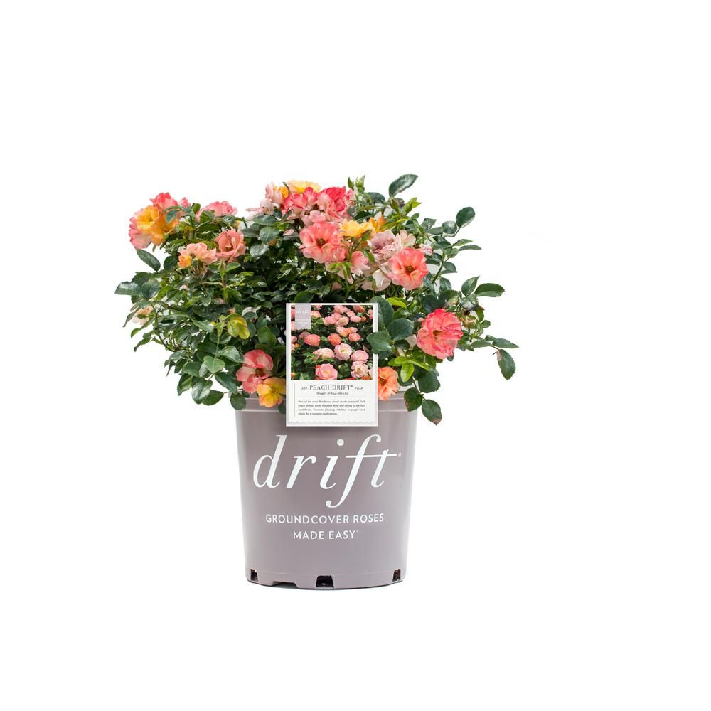 Drift 2 Gal. Rose Plant with Peach Flowers | The Home Depot
