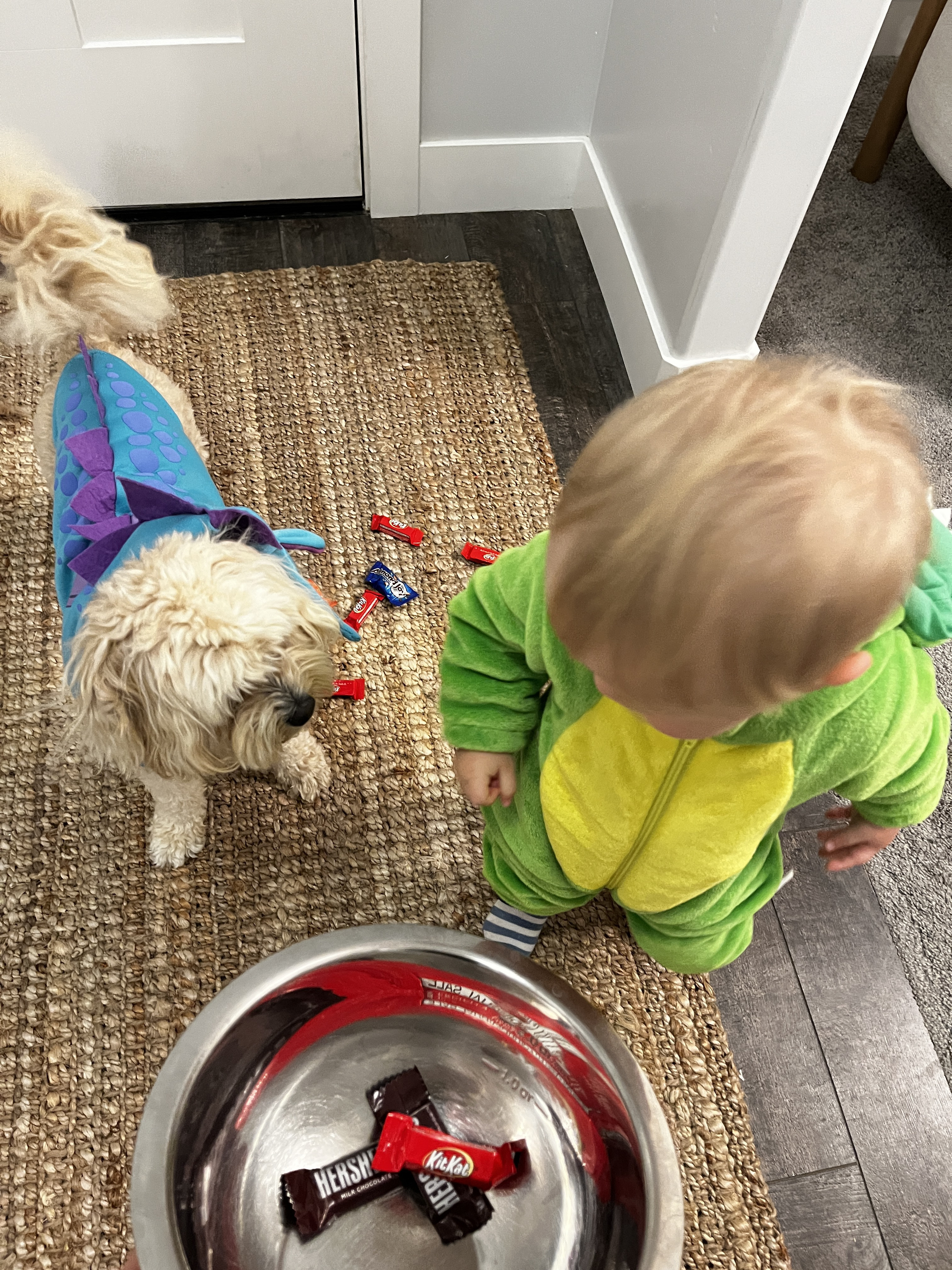 Cutest matching dinosaur costumes for little guy’s second Halloween 🎃 

#LTKPets #LTKBaby #LTKKids