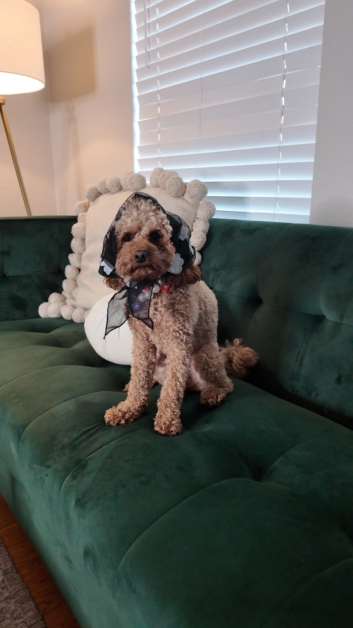 Cute Lola 🐶🫶🏼

#LTKStyleTip #LTKHome #LTKSeasonal