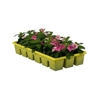 Pure Beauty Farms 1.97 Gal. Vinca Cora Deep Strawberry Flower in 2.75 in. Cell Grower's Tray (18-... | The Home Depot