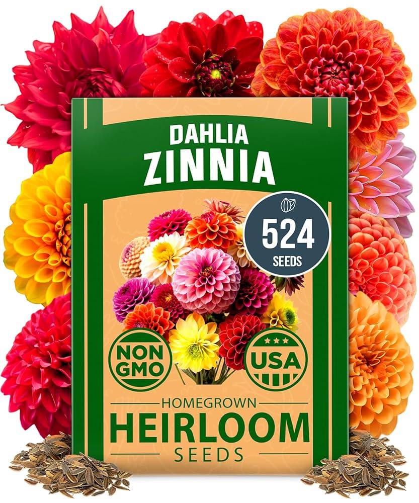 HOME GROWN 𝗨𝗦𝗔 𝗣𝗥𝗘𝗠𝗜𝗨𝗠 Zinnia Dahlia Seeds Pack for 2025 – 524 ... | Amazon (US)