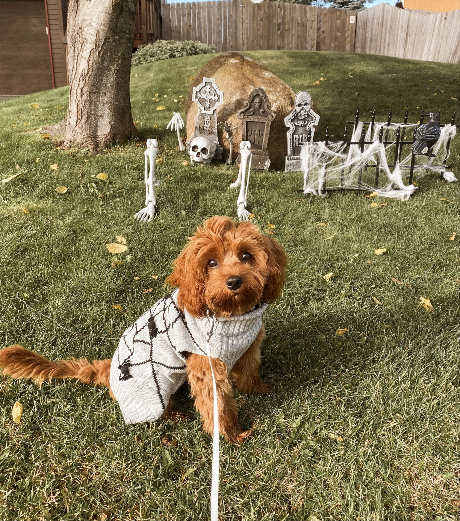 Spooky sweater 🕷️

#LTKSeasonal #LTKHalloween #LTKHoliday