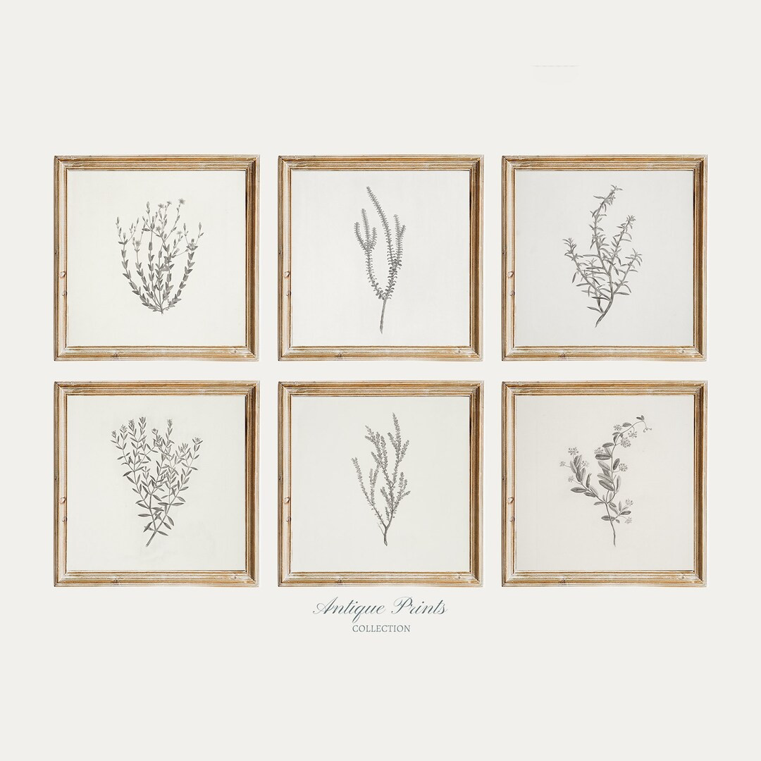 Set of 6 Neutral Branch Square Drawing, Vintage Botanical Gallery Wall Set Prints, Flower Antique... | Etsy (US)