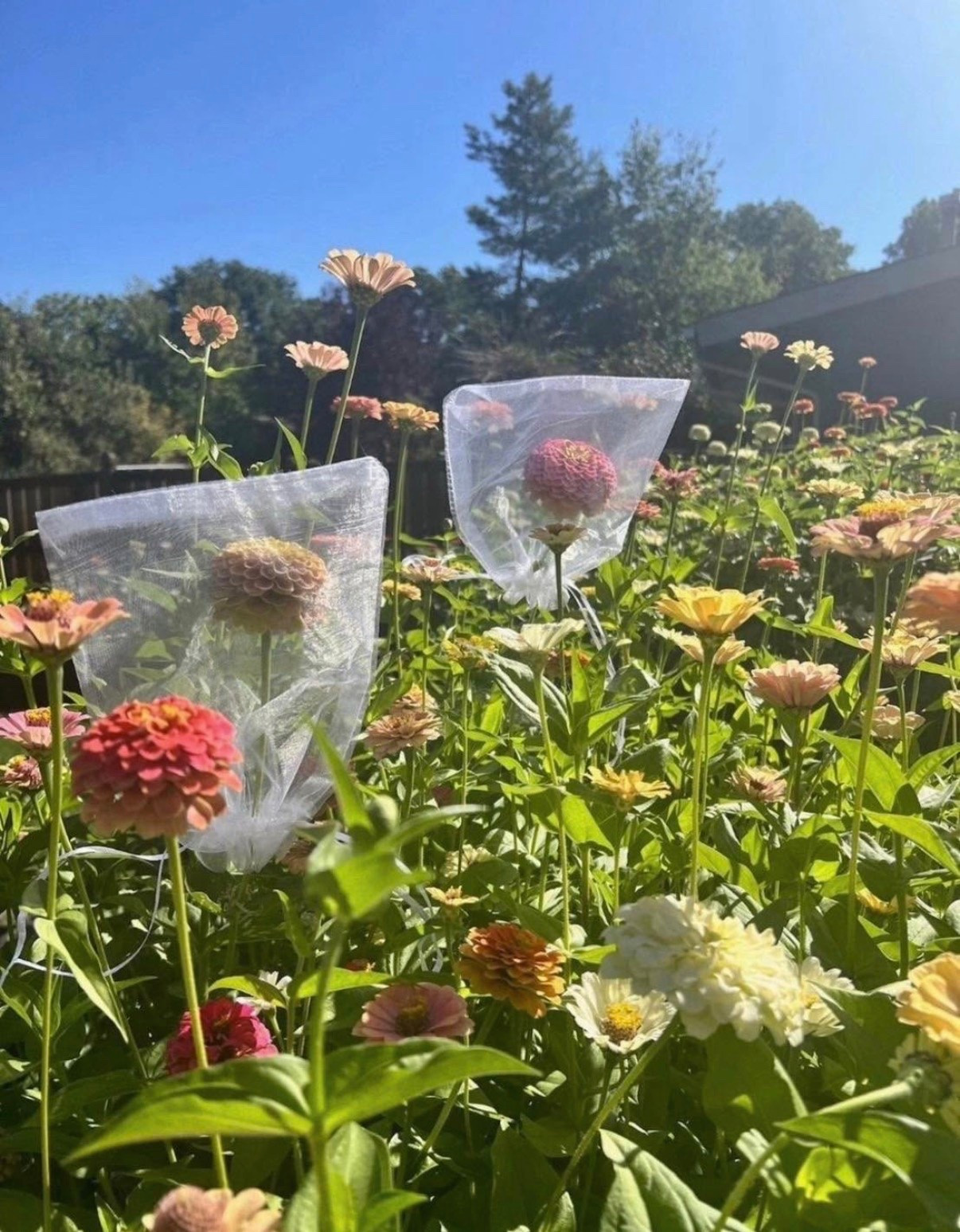 One of my favorite little seed-saving tricks is using organza bags 🌸 I slip one over the blooms I want to save, then let them dry right in the same bag. It makes the whole process so much easier!

#LTKSeasonal #LTKHome #LTKSaleAlert