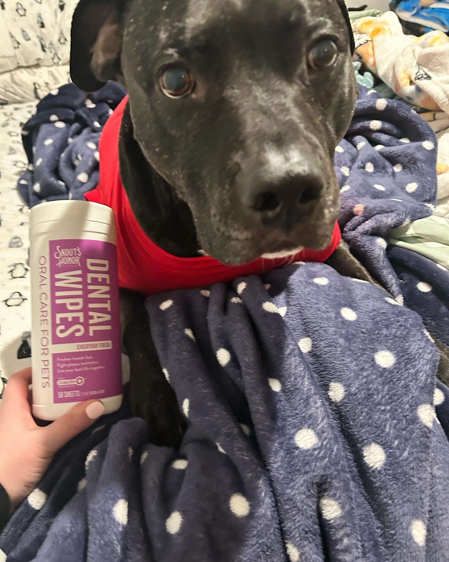 We love all our skoutshonor products, but these dental wipes might be our new faves. Brushing Zuma’s teeth is a whole adventure since he likes to bite the toothbrush 😂🪥
These wipes make it so easy — just a quick swipe on his teeth and he’s good to go!
Swipe to see pictures 2 & 3 for our before & after 😁💋

#skoutshonor #skoutshonorproducts #dog #dogsofinstagram #skoutshonorambassador #dogs #dogmomlife #pittie #pittienation #pitbullsofinstagram #pitbulllove #dogdentalcare #dogdentalhealth
#LTKmomlife #LTKPets #LTKFamily

#LTKFamily #LTKPets #LTKmomlife