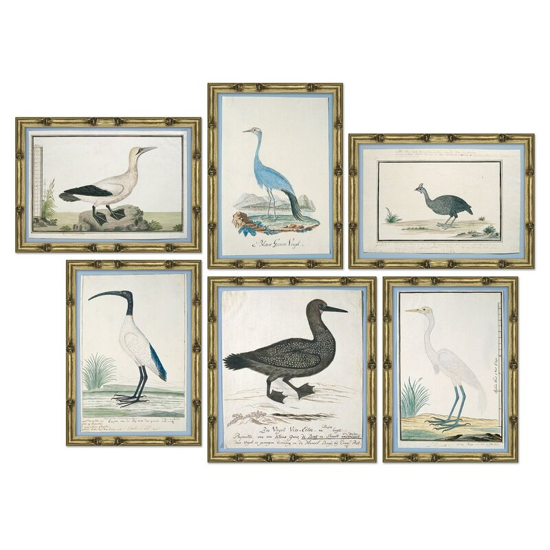 S/6, Bird Studies | One Kings Lane