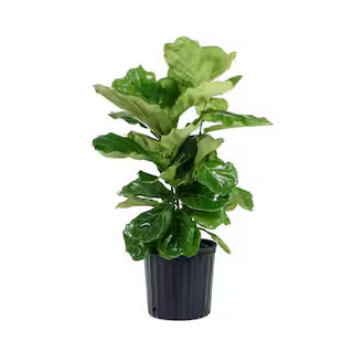 United Nursery Ficus Lyrata Plant Live Fiddle Leaf Fig Houseplant in 9.25 in. Grower Pot 23782 - ... | The Home Depot
