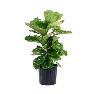 United Nursery Ficus Lyrata Plant Live Fiddle Leaf Fig Houseplant in 9.25 in. Grower Pot 23782 - ... | The Home Depot