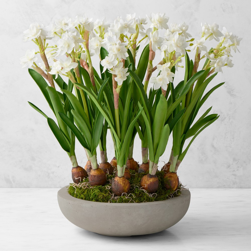 Jeff Leatham x Williams Sonoma Faux Holiday Paperwhites in Cement Planter | Williams-Sonoma