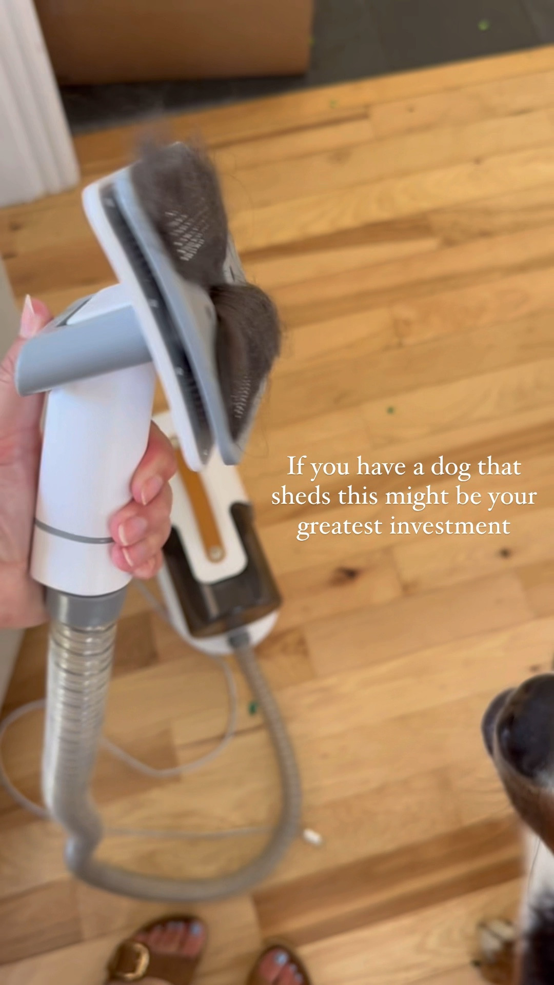 Dog shedding hack. Life hack. Organized home. Clean home. Fall home. Pet friendly. Shedding dog. 

#LTKFamily #LTKHome #LTKFindsUnder100