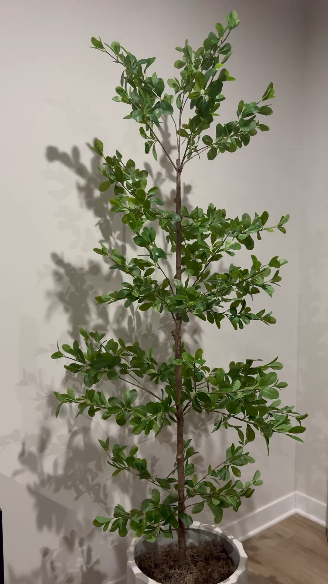 Shady lady tree, concrete planter, faux moss, faux tree, fake tree, living room tree

#LTKHome #LTKSeasonal #LTKSaleAlert