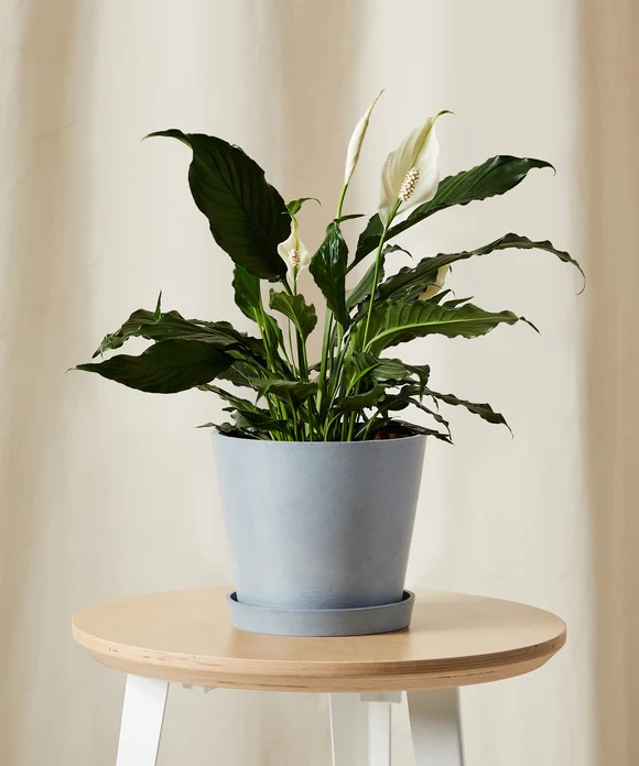 Buy Potted Peace Lily | Bloomscape | Bloomscape