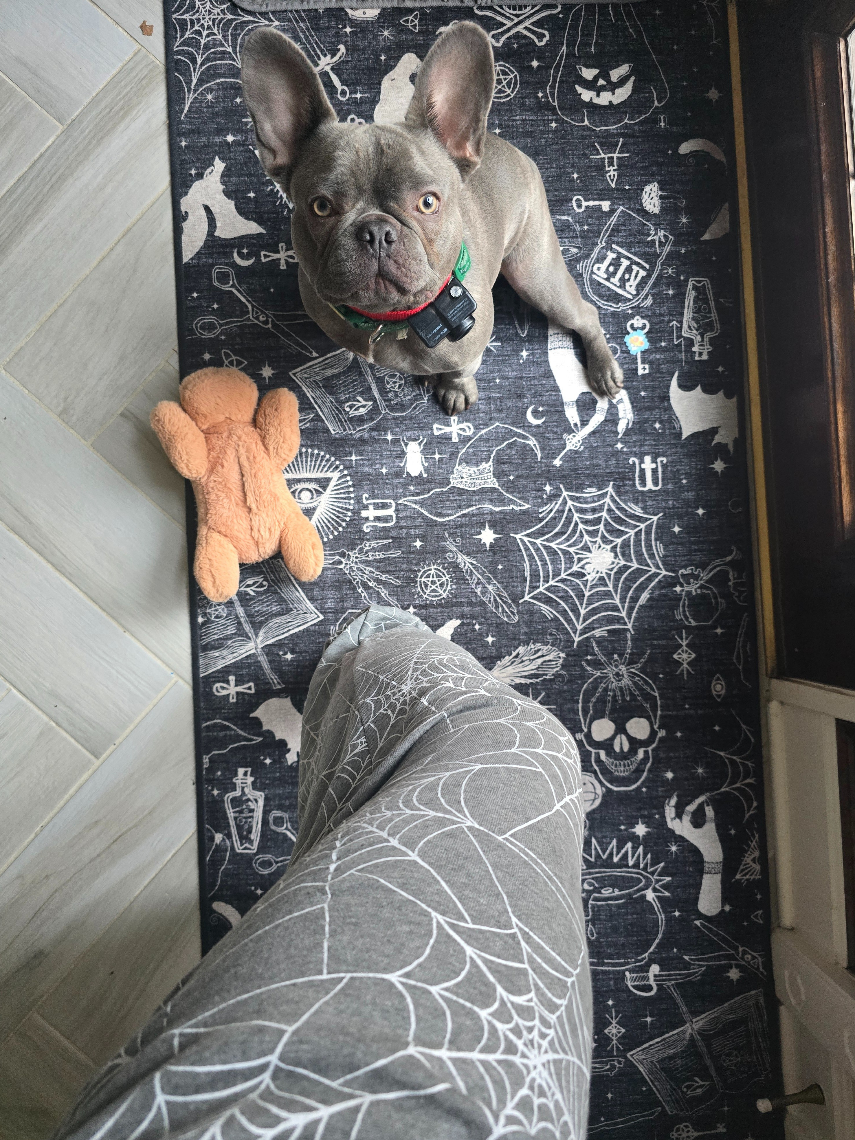 I think Frankie needs a halloween toy and outfit too now.. p.s. you need this RUG it's washable! #frenchieParent The pants are ALSO FABULOUS! 

#LTKHalloween #LTKFindsUnder50 #LTKHome