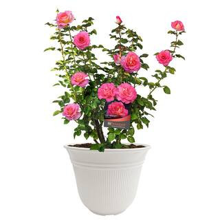 13 in. Julie Andrews Rose Plant with Pink Flowers | The Home Depot