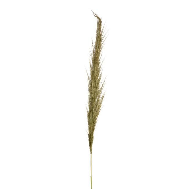 Dried Fluffy Grass Bunch | World Market